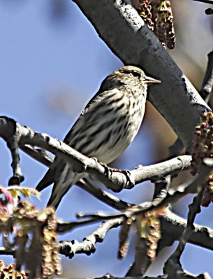 Pine Siskin