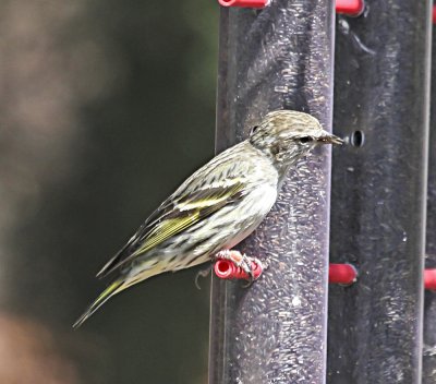 Pine Siskin