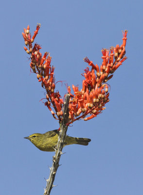 Orange-crowned Warbler