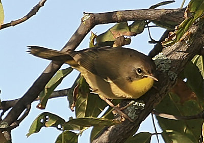 Common Yellow (female)