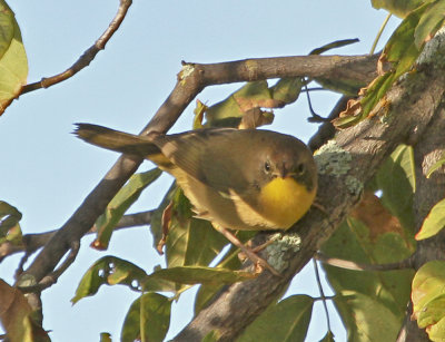Common Yellow (female)