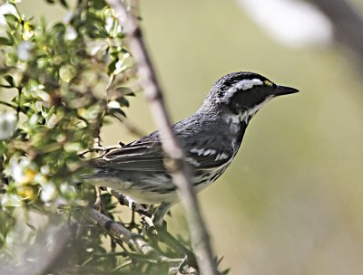 Black-throated Gray Warbler
