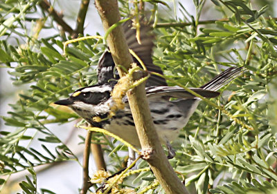 Black-throated Gray Warbler