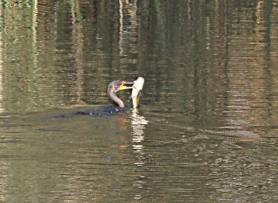 Double-crested Cormorant