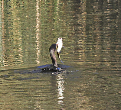 Double-crested Cormorant