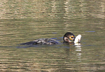 Double-crested Cormorant