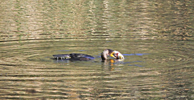 Double-crested Cormorant