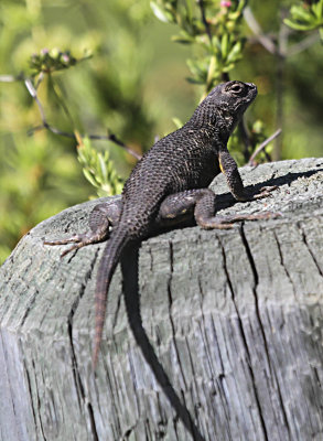 Side-blotched Lizard