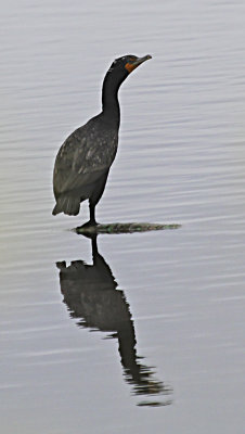 Double-crested Cormorant