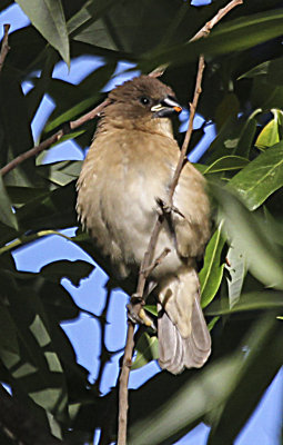 Scaly-breasted Munia