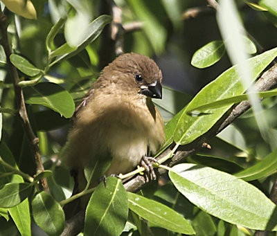 Scaly-breasted Munia