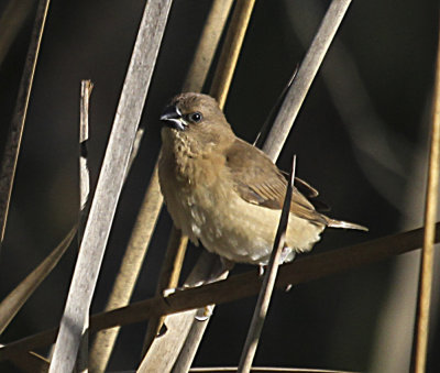 Scaly-breasted Munia