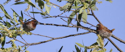 Scaly-breasted Munia