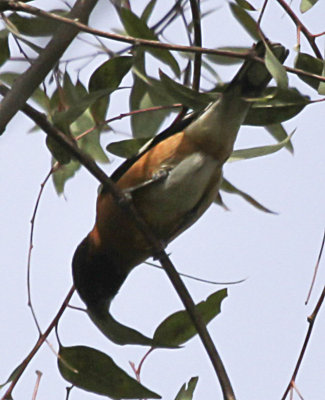Bullock's Oriole