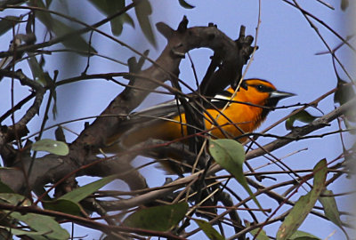 Bullock's Oriole