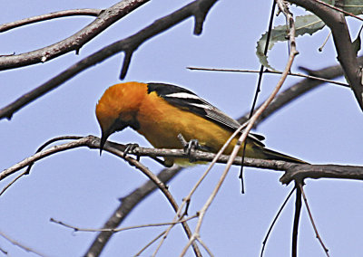 Hooded Oriole