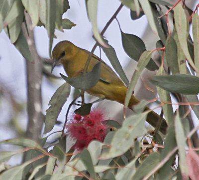 Bullock's Oriole (female)