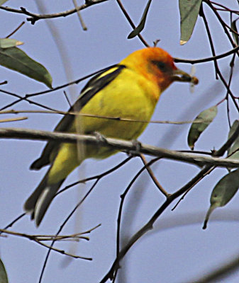 Western Tanager