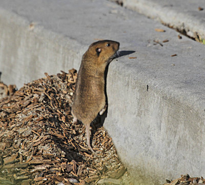 Pocket Gopher