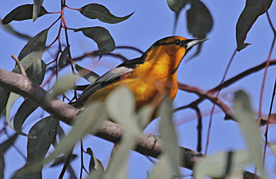 Bullock's Oriole