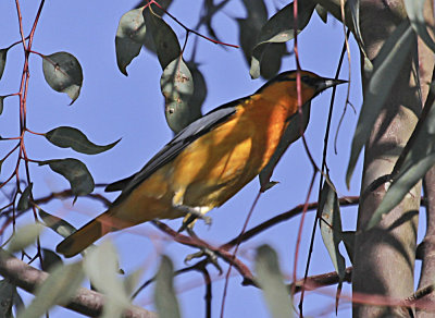 Bullock's Oriole