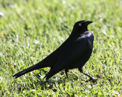 Brewer's Blackbird