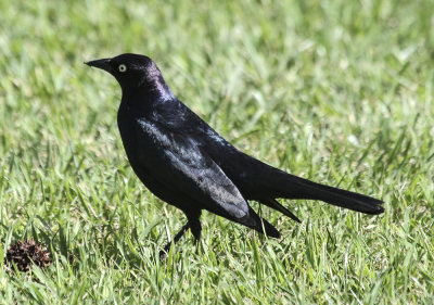 Brewer's Blackbird