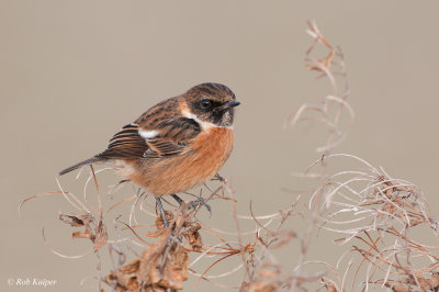 European Stonechat / Roodborsttapuit 