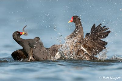 Common Moorhen / Waterhoen