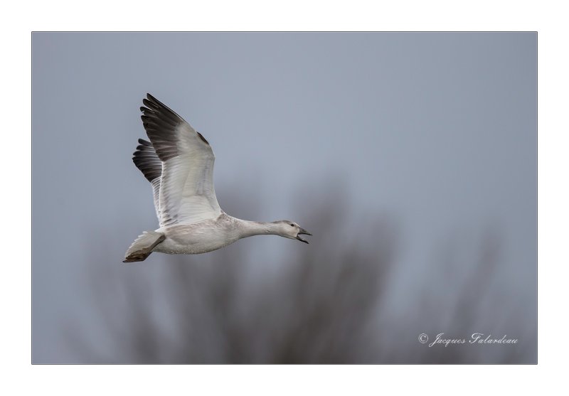 oie des neiges / Snow Goose