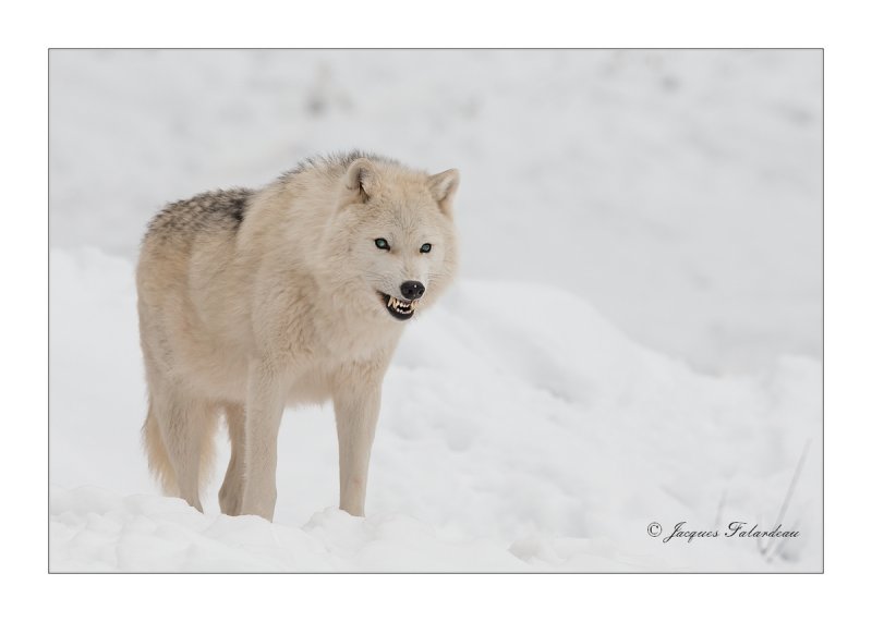 Loups Articque / Arctic Wolf