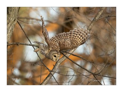 chouette Raye / Barred Owl