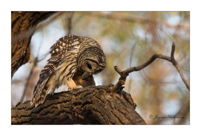 chouette Raye / Barred Owl