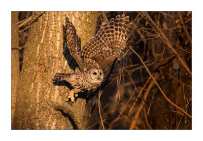 chouette Raye / Barred Owl