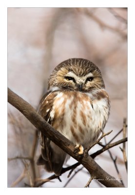 petite Niyctale / Northern Saw-Whet Owl