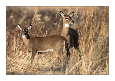 Cerf de Virginie / Whitetail Deer