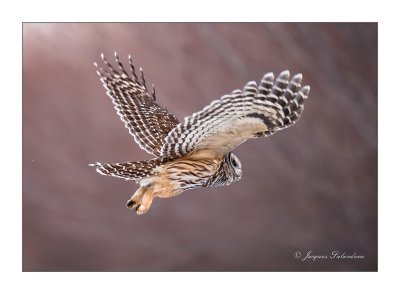 Chouette Raye / Barred Owl