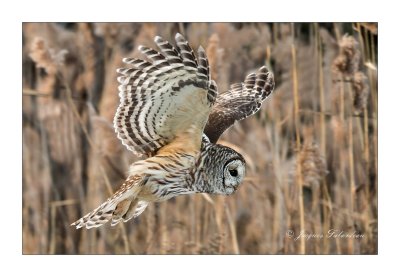 Chouette Raye / Barred Owl