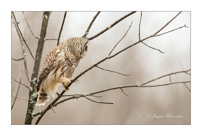 Chouette Raye / Barred Owl