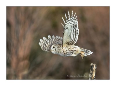 Chouette Raye / Barred Owl