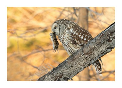 Chouette Raye / Barred Owl