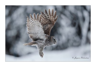 Chouette Lapone / Great Gray Owl