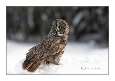 Chouette Lapone / Great Gray Owl