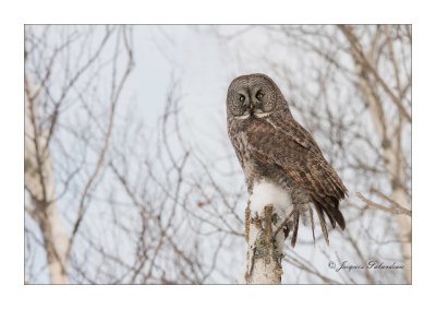 Chouette Lapone / Great Gray Owl