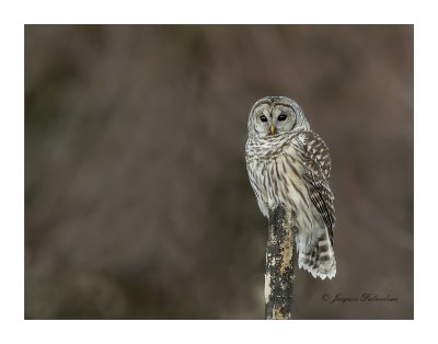 Chouette Raye / Barred Owl