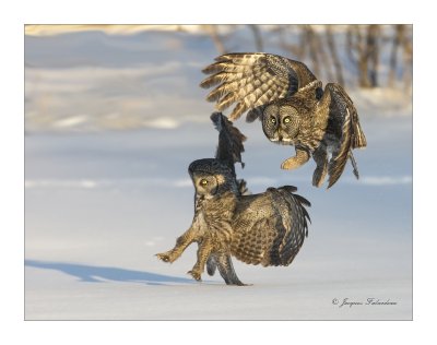 Chouette Lapone / Great Gray Owl