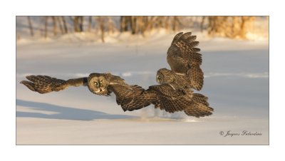 Chouette Lapone / Great Gray Owl