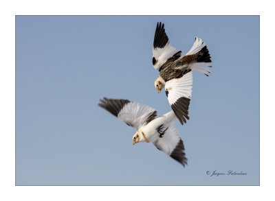 Plectrophane des neiges / Snow bunting 