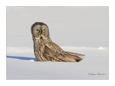 Chouette Lapone / Great Gray Owl