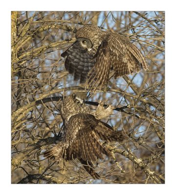 Chouette Lapone / Great Gray Owl